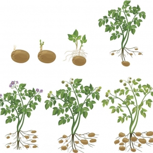 土豆的种植方法