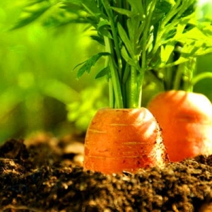 胡萝卜的种植方法