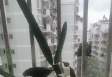 阳台火龙果种植过程分享