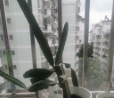 阳台火龙果种植过程分享