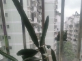 阳台火龙果种植过程分享