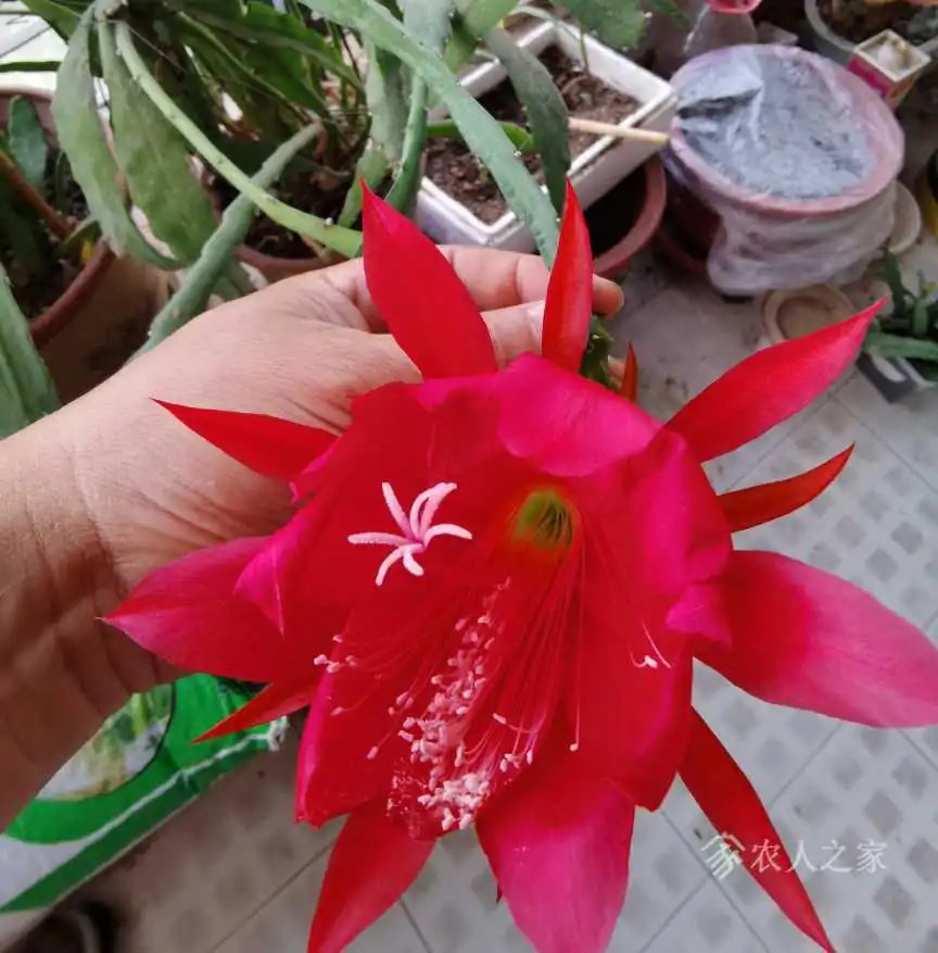 令箭荷花开了