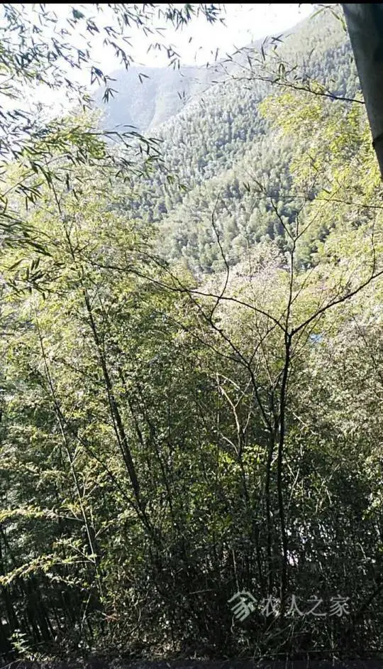 自家笋干好吃