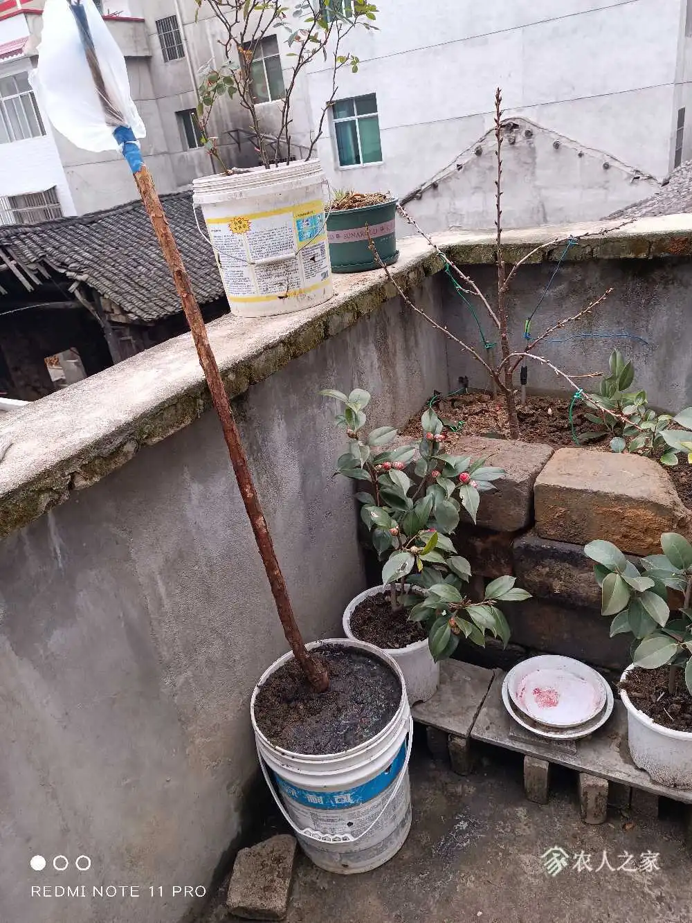 山木香嫁接棒棒糖