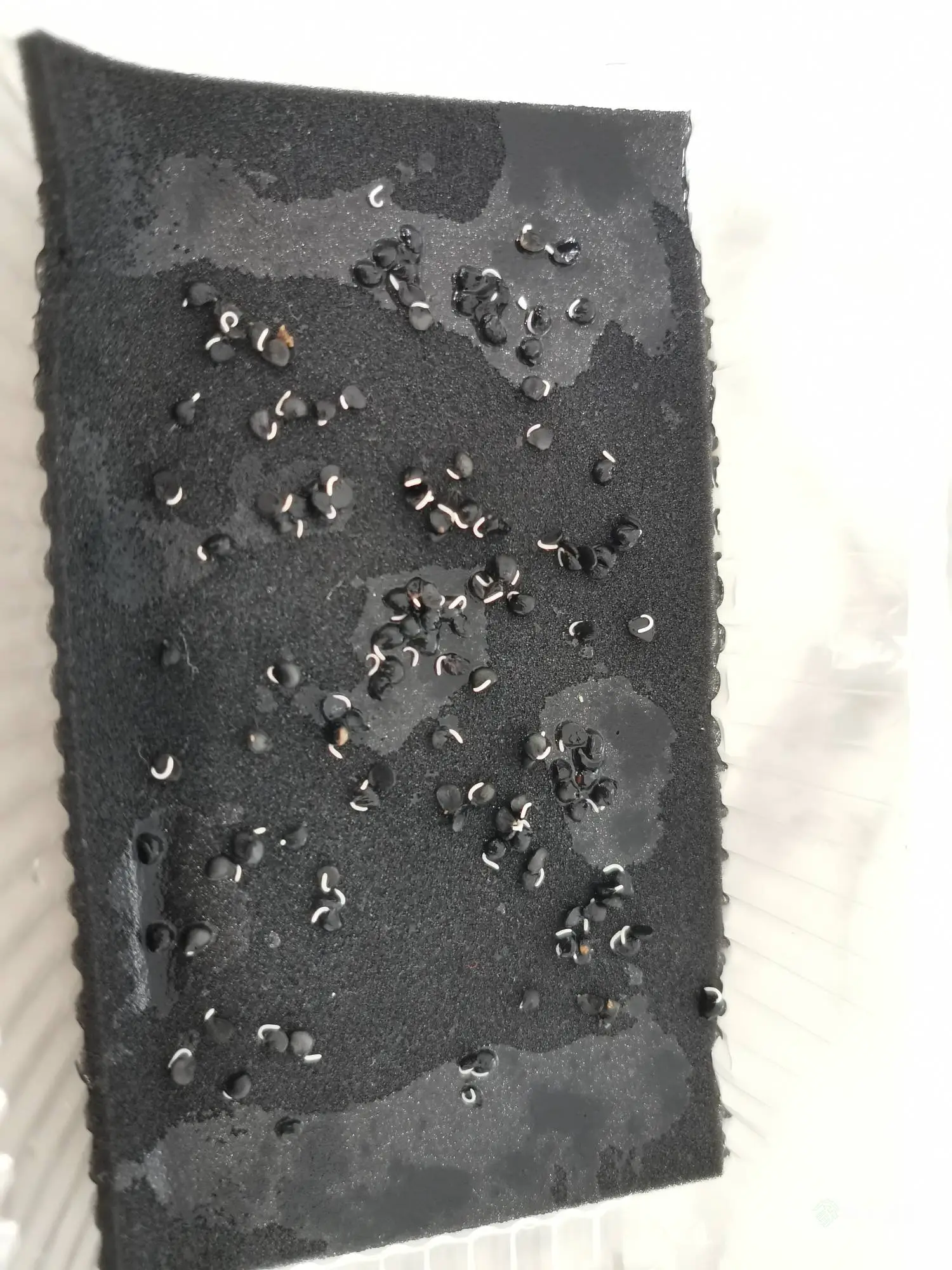 韭菜种子这是发芽了吗？现在种下去？