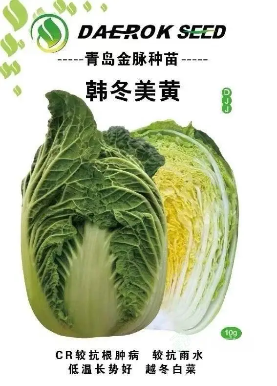 进口矮桩黄心越冬白菜—韩冬美黄
